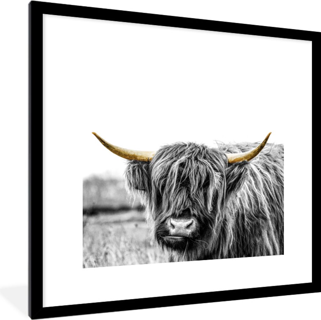 MuchoWow MuchoWow Gerahmtes Poster Schottische Hochlandrind - Natur - Goldene Hörner 40x40 cm - Poster mit zchwarzem Bilderrahmen - Poster - P...