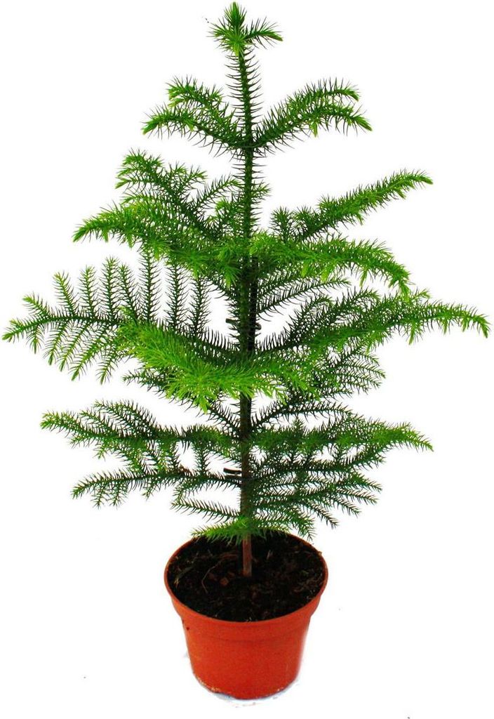 Jedľa izbová - Araucaria heterophylla - črepník 15 cm - Obrázok produktu