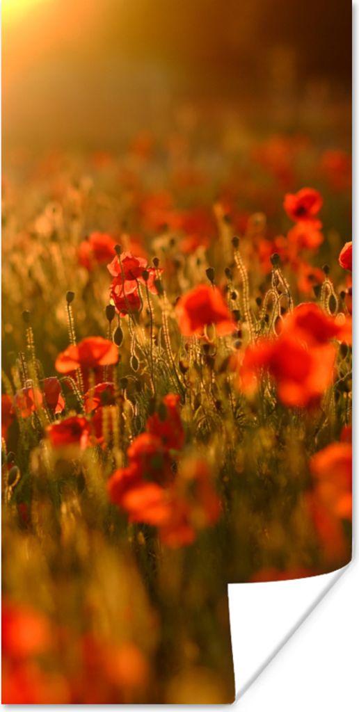 MuchoWow Poster Orangefarbenes Leuchten über den Mohnblumen auf dem Feld 20x40 cm - Plakat - Foto
