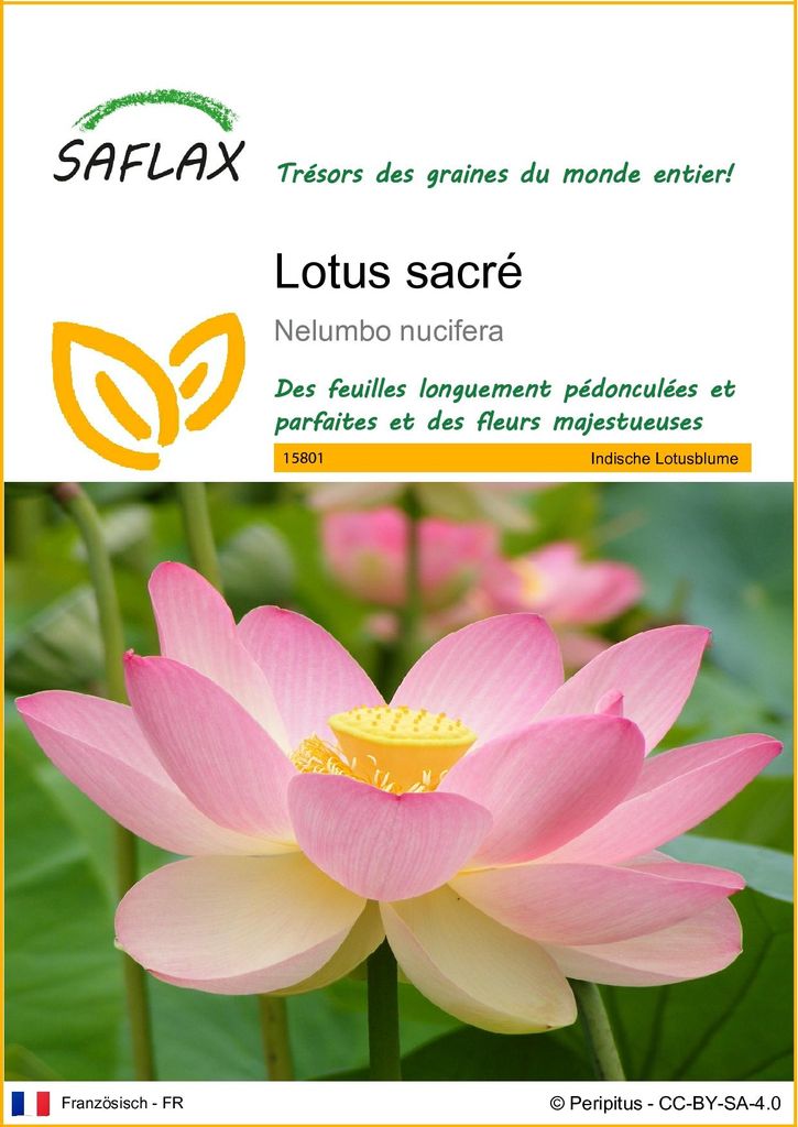 SAFLAX  - Lotus sacré - 8 graines - Nelumbo Image du produit 