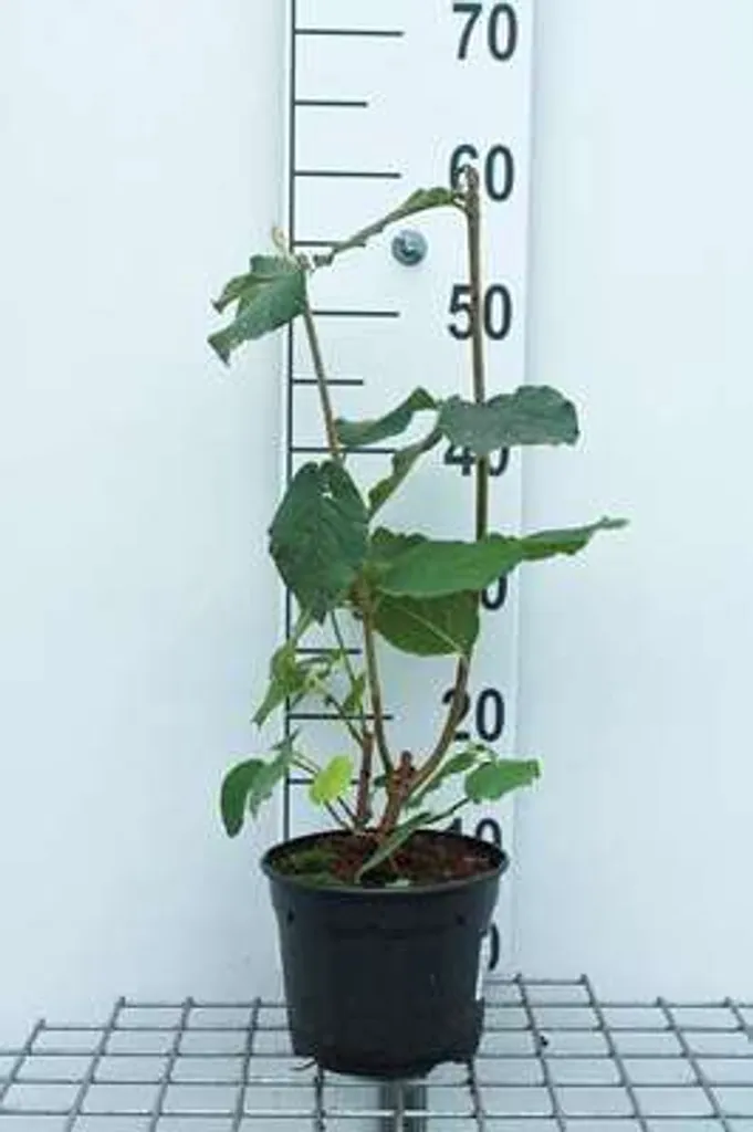 Viburnum lantana Snowball 50-60 cm Arbuste Facile pour Sol Calcaire