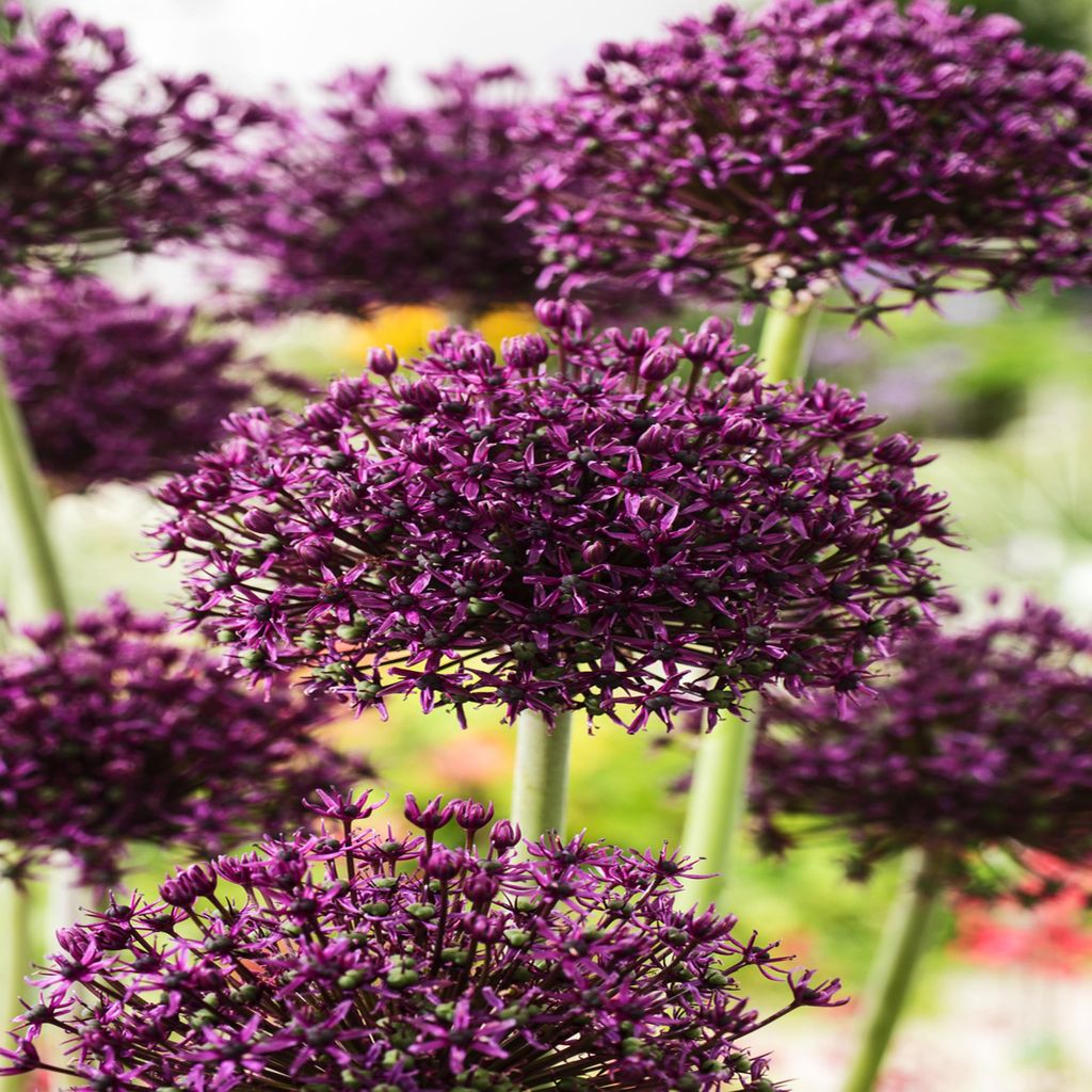 Blumenzwiebeln Zwiebeln Zierlauch Allium Miami 5 St. Produktbild 