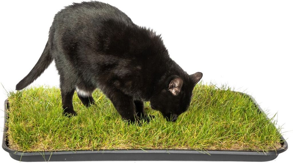 Katzengras Katzenwiese Hundewiese echter Rasen ca 60x40 cm Produktbild 5