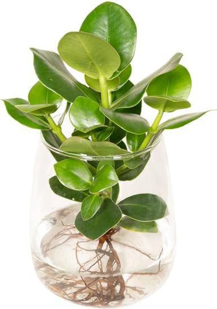 Plante Clusia Rosea Anti-Oubli Arrosage - Culture Hydroponique 30cm