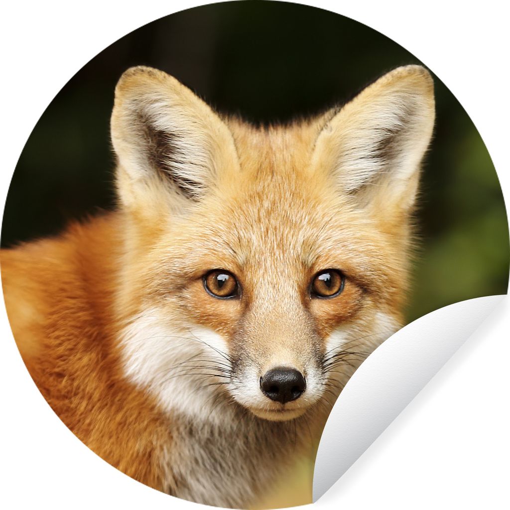 MuchoWow Runde Wandtattoo - Wandsticker Tapete Aufkleber Fuchs - Welpe - Porträt Ø 50 cm Selbstklebend und Repositionierbar - Wandaufkleber - K...