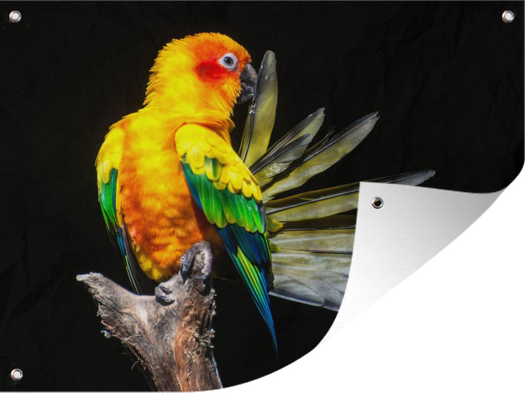 MuchoWow 80x60 cm Outdoor-Poster Gartendeko Sichtschutz Garten Poster für den Garten Ein Sonnensittich zeigt seine Flügel