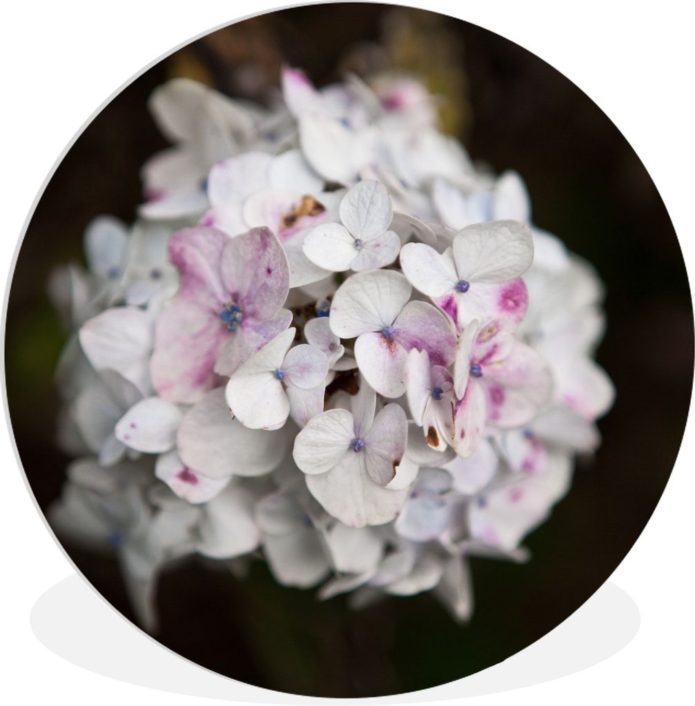 MuchoWow Rundes Wandbild - Runde Bilder Weiße Hortensie vor schwarzem Hintergrund Ø 90 cm Kreis Wanddekoration Kunststoff - Wandkreis - Wandsch...