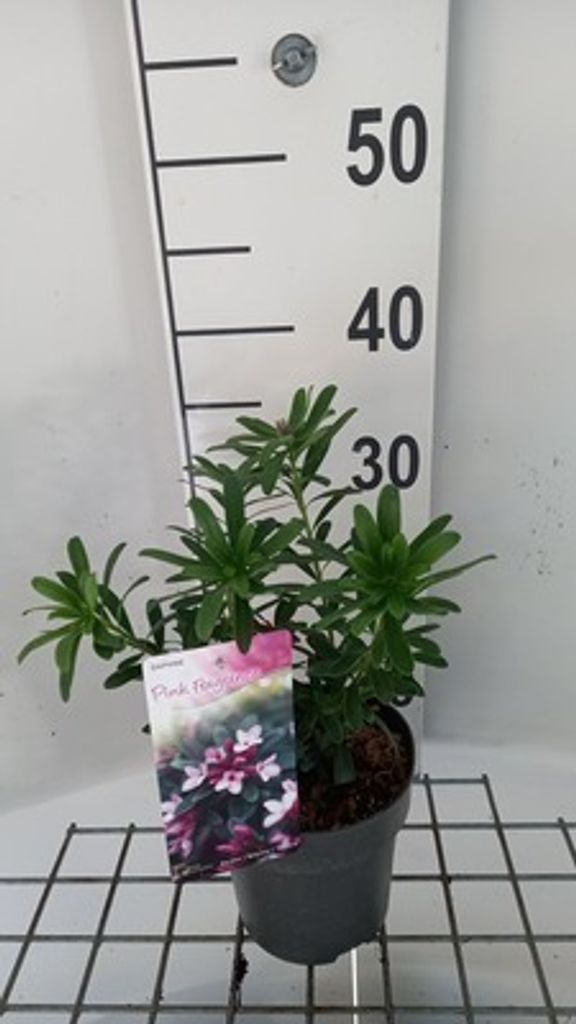 Daphne transatlantica 'Pink Fragrance' - Kontejner se Obrázek produktu 