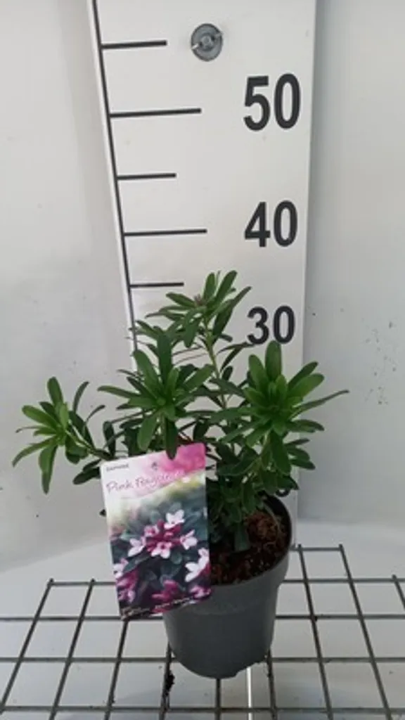 Daphne Pink Fragrance : L'arbuste fleuri tout l'été pour jardin ombragé