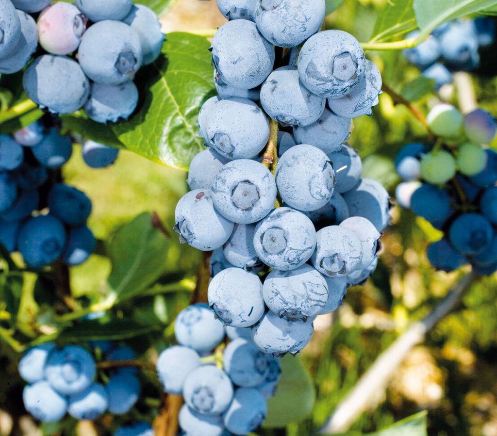 Dehner Heidelbeere Duke, süsse Früchte, ca. 55-65 cm, 3 l Topf, Beerenstrauch