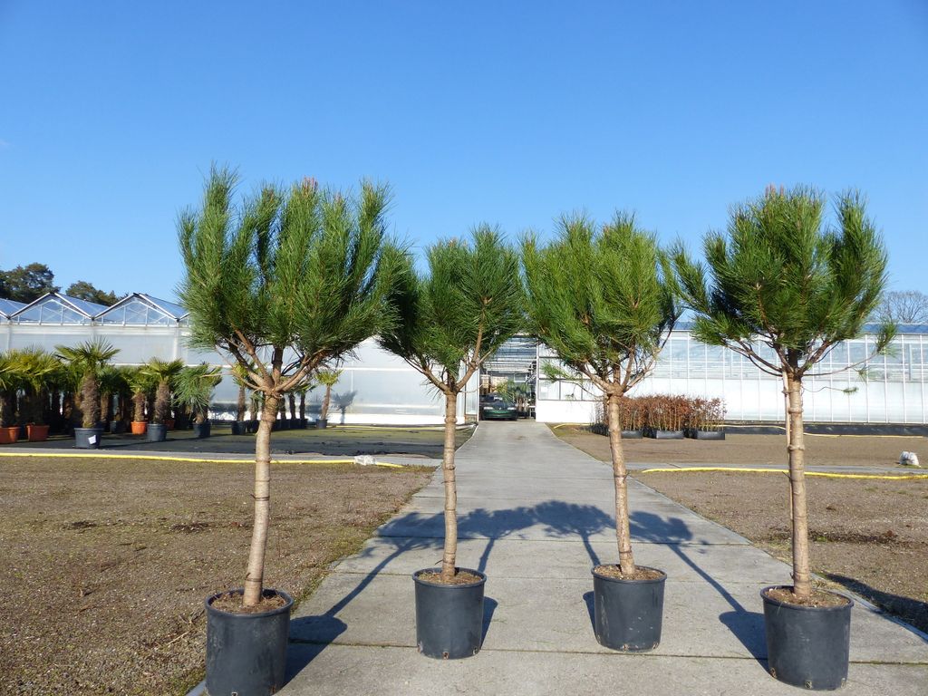 Pinus Pinea Mittelmeerkiefer 180 cm Pinie Kiefer Stamm Premium XL Stamm, winterhart