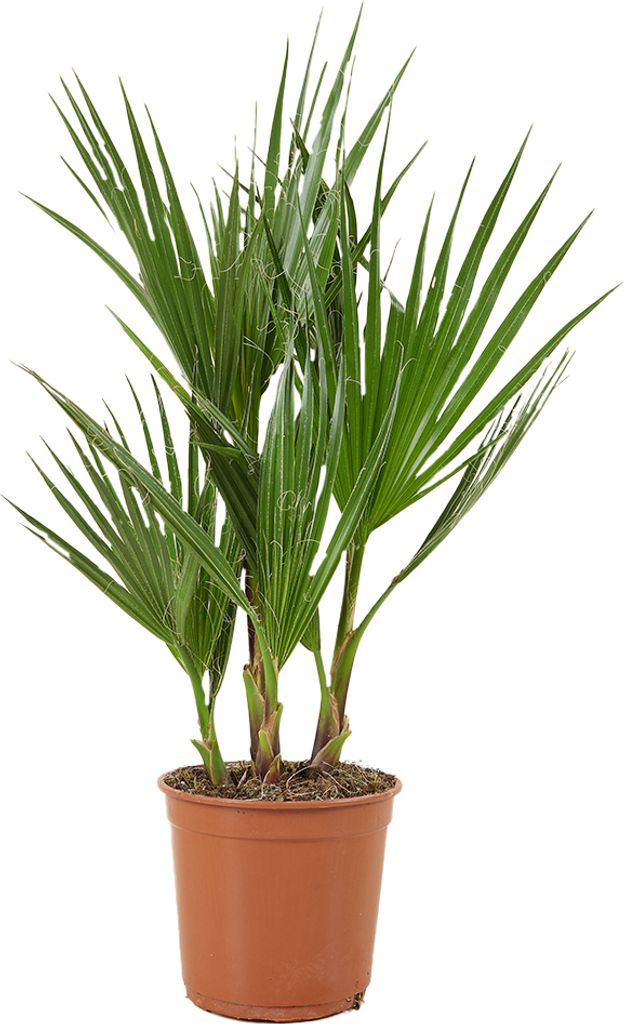 Washingtonia Robusta - Mexikanische Fächerpalme - Palme - Winterharte Balkonpflanzen - Gartenpflanzen Winterhart - Höhe 50-70 cm - Topf 14 cm