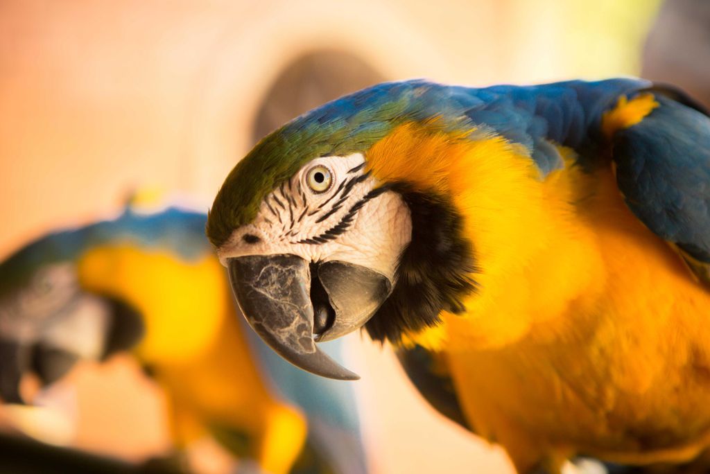 hansepuzzle 21221 - Papagei Puzzle, 2000 Teile, Tierwelt, 90,0 x 60,0cm mit hochwertiger Aufbewahrung, Kartonbox und wiederverschließbarem Beutel