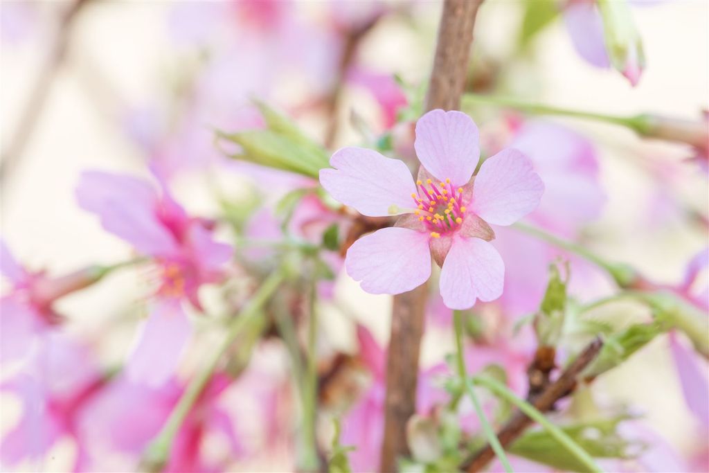 Zierkirsche 'Okame' Prunus 'Okame' CAC Sta C 5 Krone einj. Sth. 100-