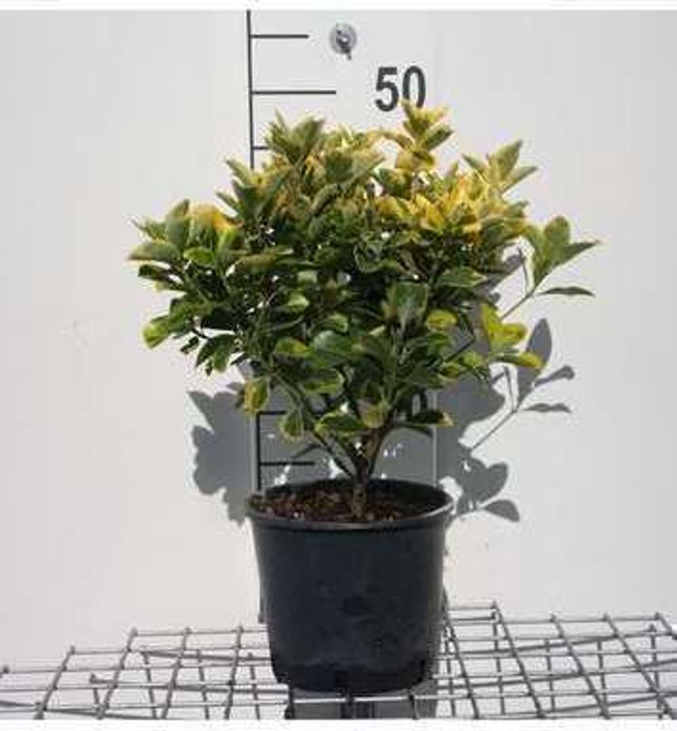 Euonymus jap. 'Aureomarginatus' ( 'el. aureus') - Korkflügelstrauch 40- 50 cm Container