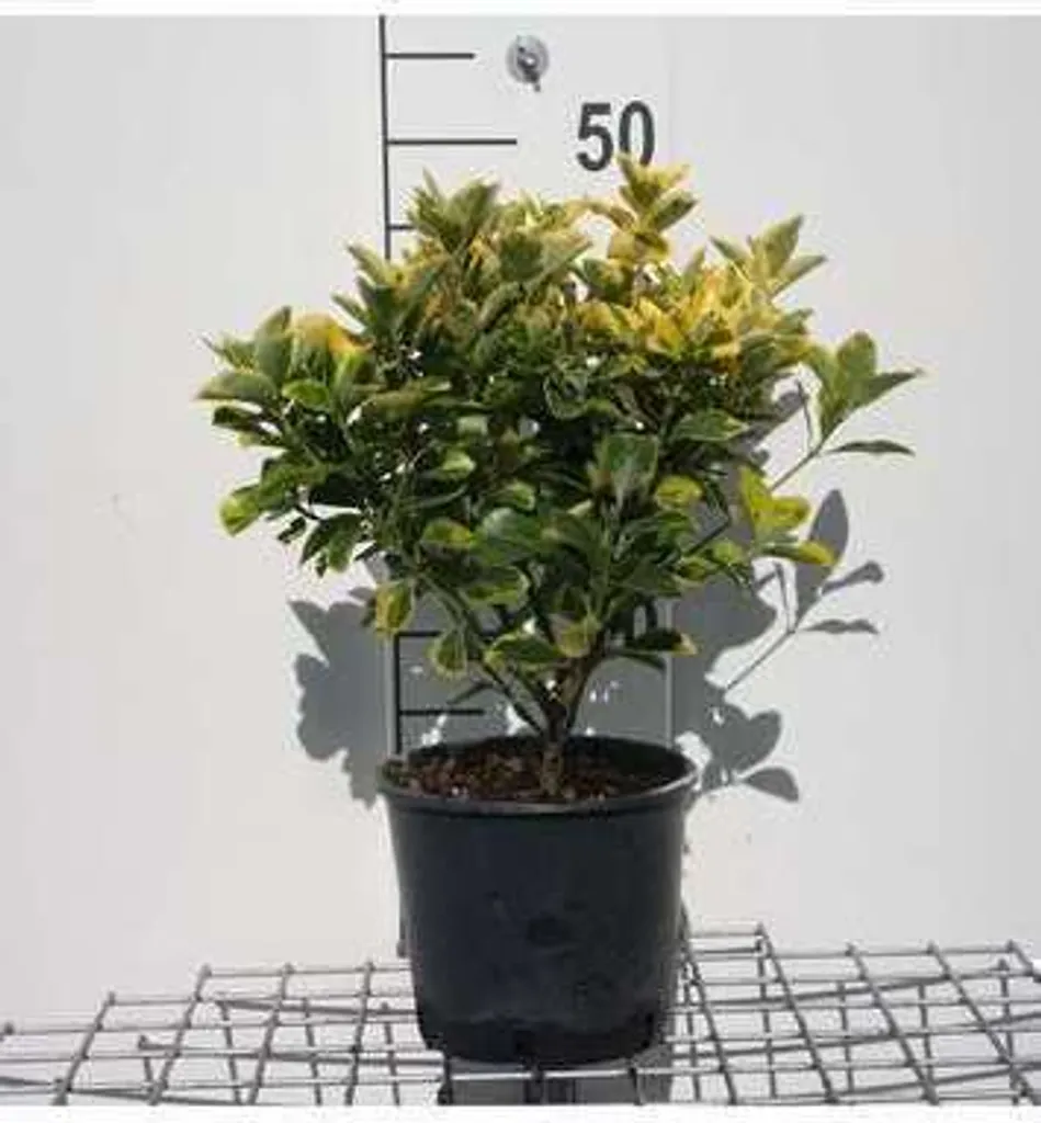 Fusain du Japon en pot : Arbuste persistant décoratif pour haie de jardin
