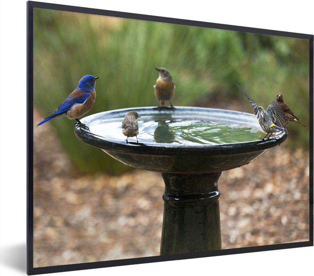 MuchoWow MuchoWow Gerahmtes Poster Vogeltränke - Vogel - Wasser 40x30 cm - Poster mit zchwarzem Bilderrahmen - Kunstposter - Wanddekorationen