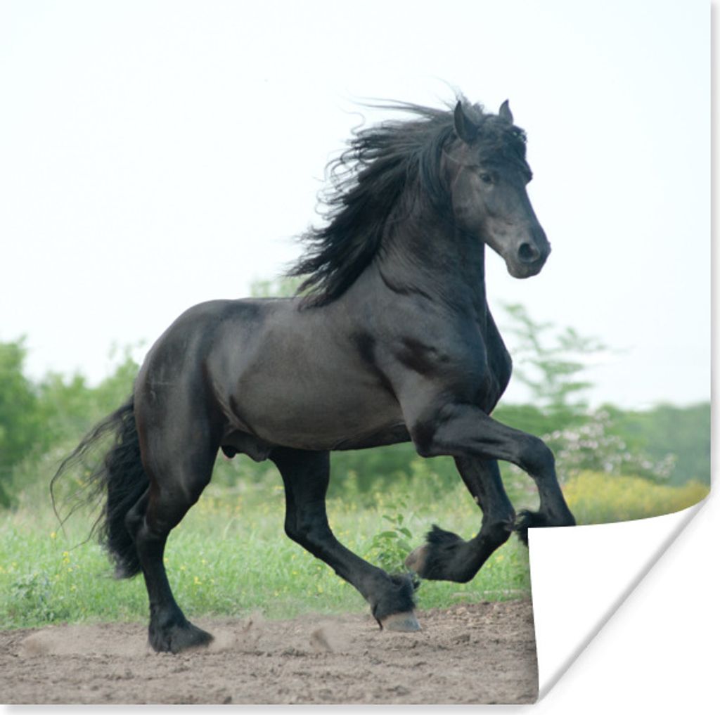 MuchoWow Poster Pferd - Schwarz - Natur 50x50 cm - Wohnzimmerdekoration