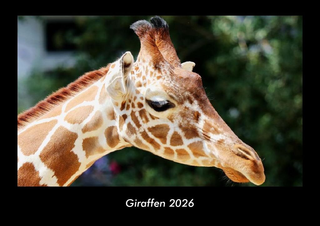 Giraffen 2026 Fotokalender - Querformat DIN A3, Monatskalender mit Bild-Motiven von Haustieren, Bauernhof, wilden Tieren und Raubtieren