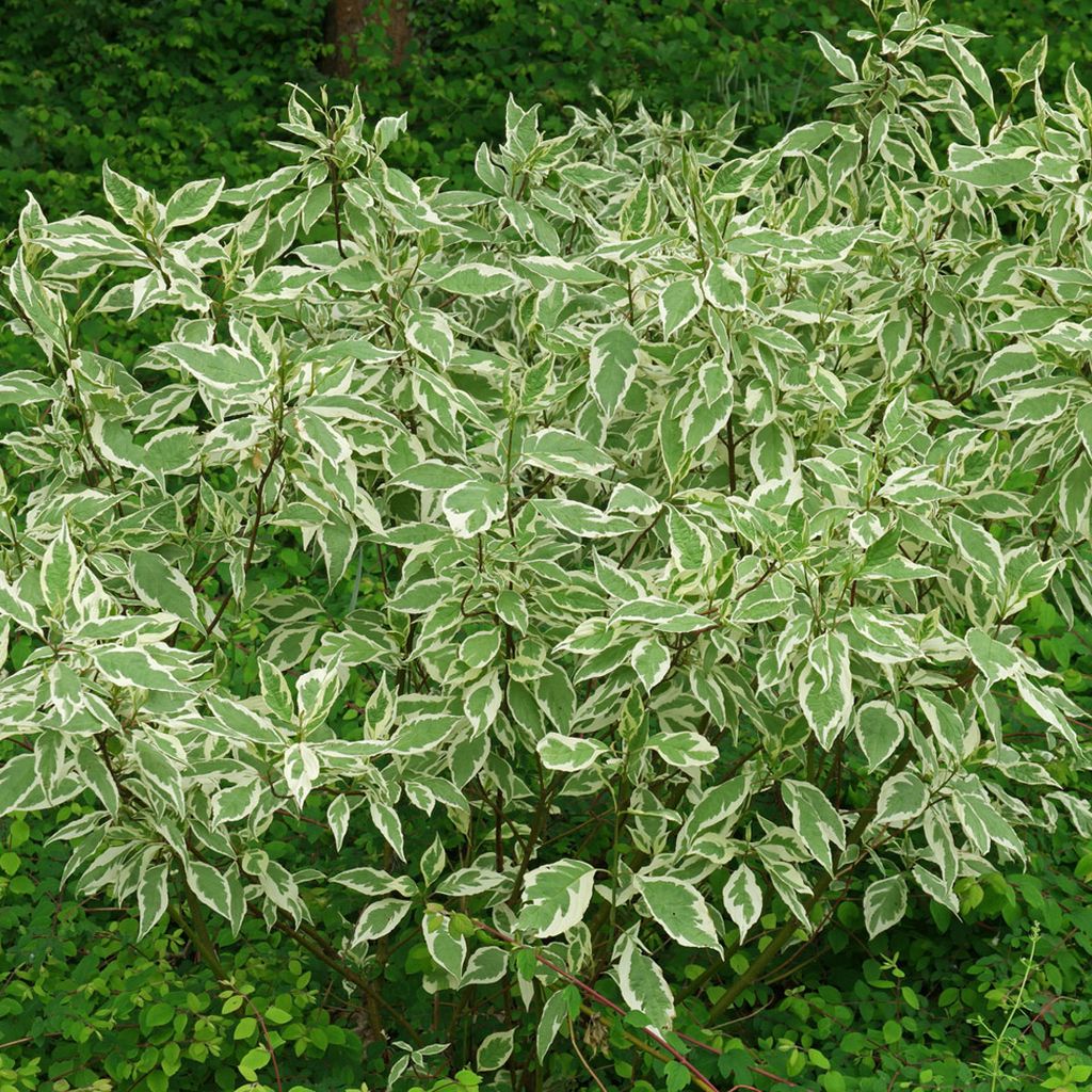 2 x  Hartriegel  - Cornus alba 'Elegantissima'  | 60-80 cm Obrázek produktu 