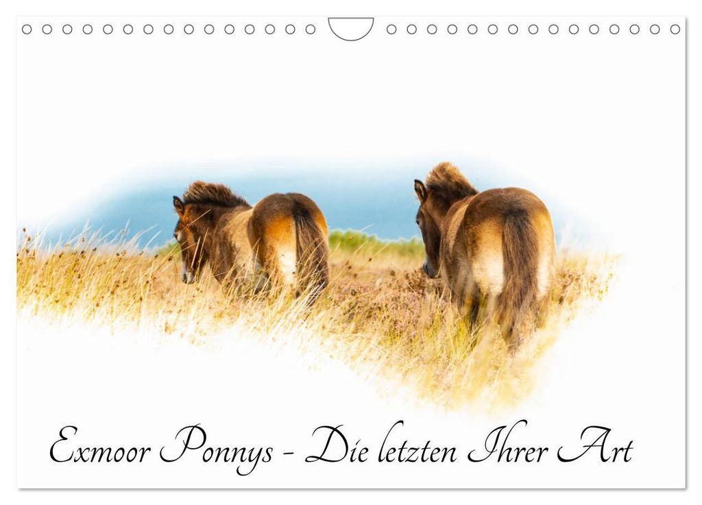 Exmoor Ponnys - Die letzten Ihrer Art (Wandkalender 2027 Produktbild 
