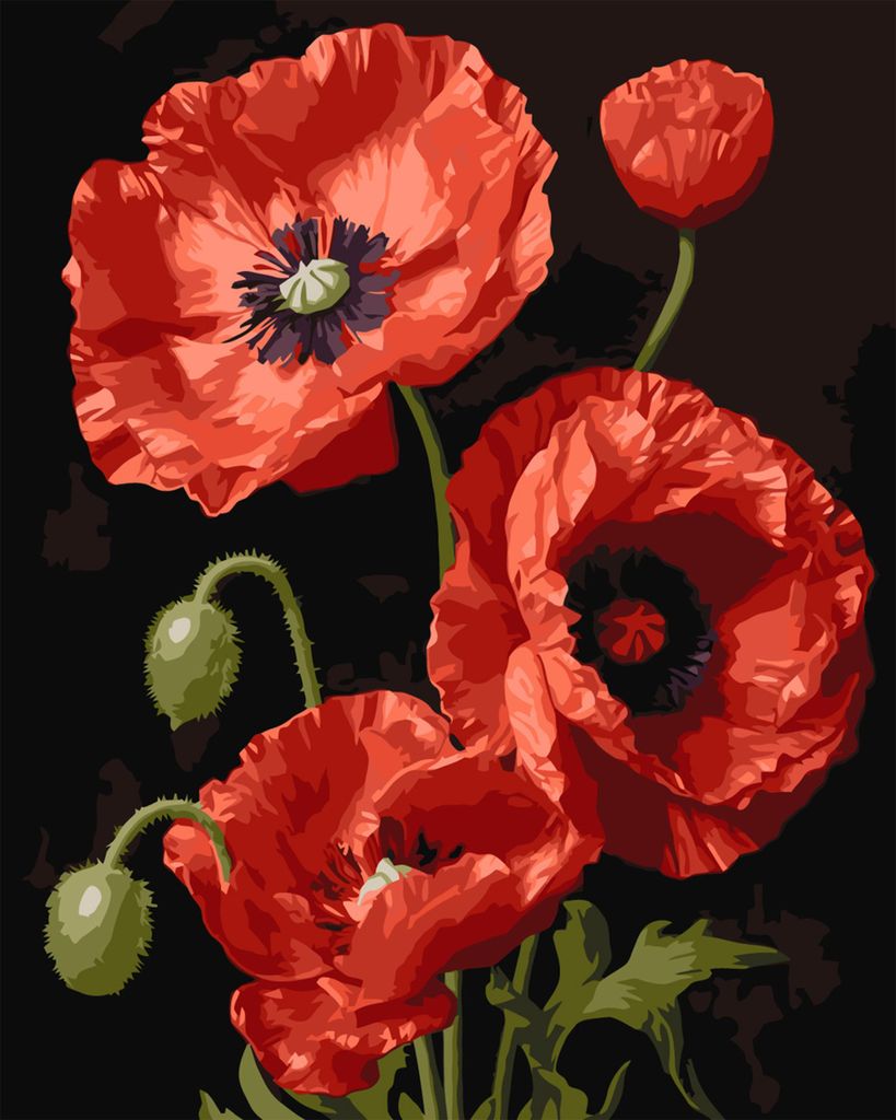 Qbee Malowanie po numerach: Czerwone Maki, obraz 40x50 cm