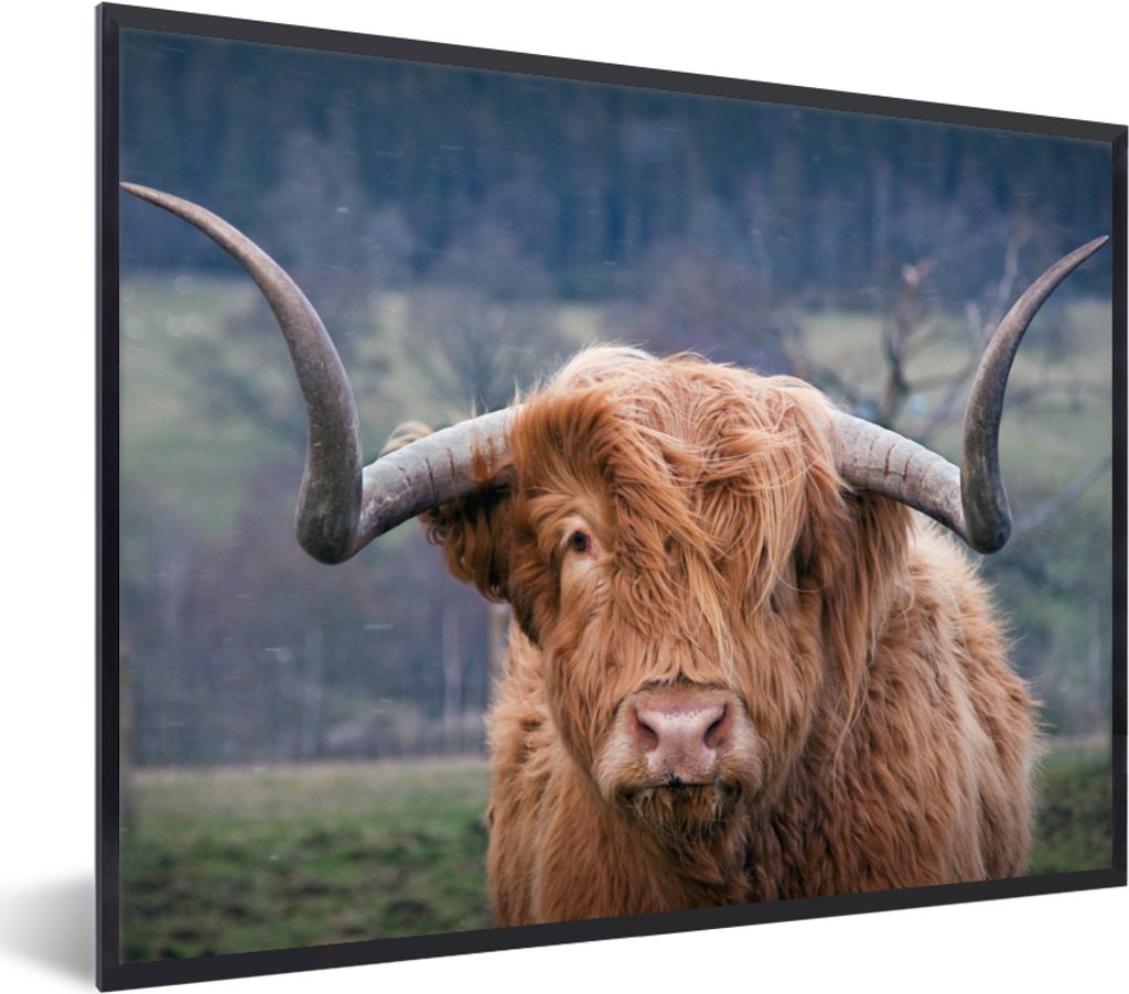 MuchoWow Gerahmtes Poster Schottischer Highlander - Hörner - Berg 40x30 cm - Poster mit Schwarzem Bilderrahmen Wandposter Rahmen Foto Bilder - K...