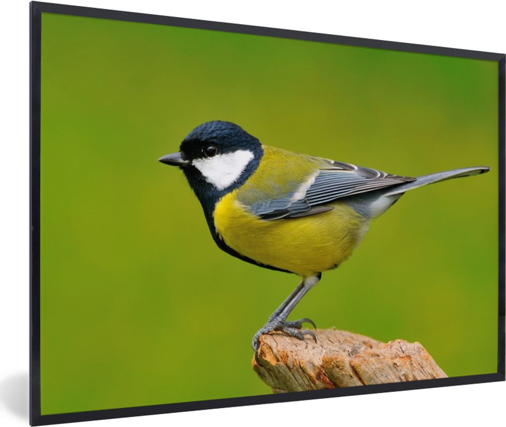 MuchoWow Gerahmtes Poster Vogel - Kohlmeise - Tiere - Grün 30x20 cm - Poster mit Schwarzem Bilderrahmen Wandposter Rahmen Foto Bilder - Kunstdru...