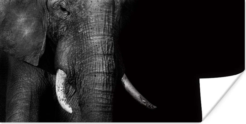 MuchoWow Poster Elefant - Zähne - Schwarz - Weiß 150x75 cm - ohne Rahmen