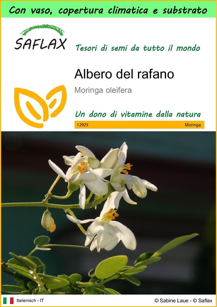 SAFLAX Garden to go - Albero del rafano  - 10 semi - Immagine del prodotto 