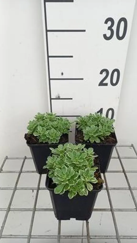 Aubrieta Silver Edge : 6 plantes vivaces pour couvrir un talus aride
