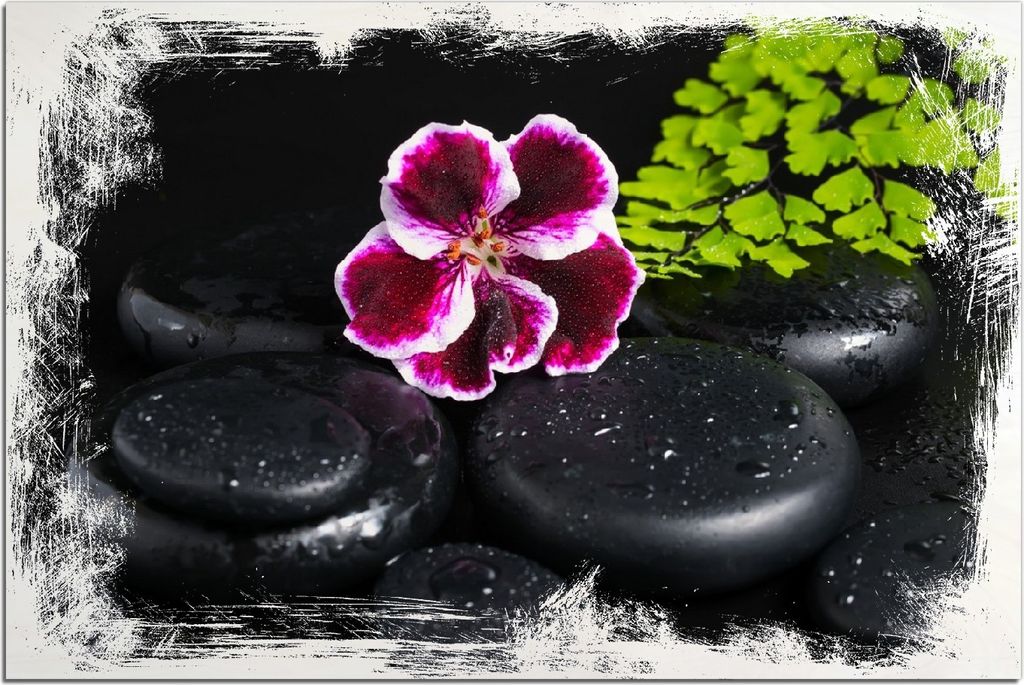 Kunstdrucke Wandbilder Holz in : Brillante Farben, Größe 60 x 90 cm Motiv Geranienblüte auf schwarzen Steinen, benetzt mit Wassertropfen