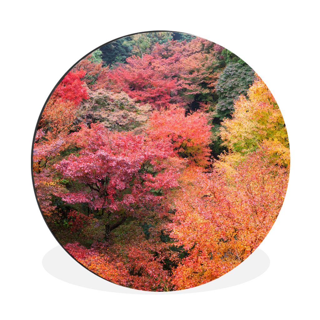 MuchoWow Aluminium Wandkreis Wald mit japanischen Ahornbäumen in Kyoto Ø 90 cm Wanddeko Modern Wohnzimmer - Mauerkreis - Wandbilder - Runde Bil...