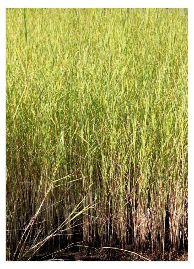 Schilf - Phragmites australis - Klärpflanze - Renaturierung - Qualitätsstaude im 9x9 cm Topf - heimisch - winterhart