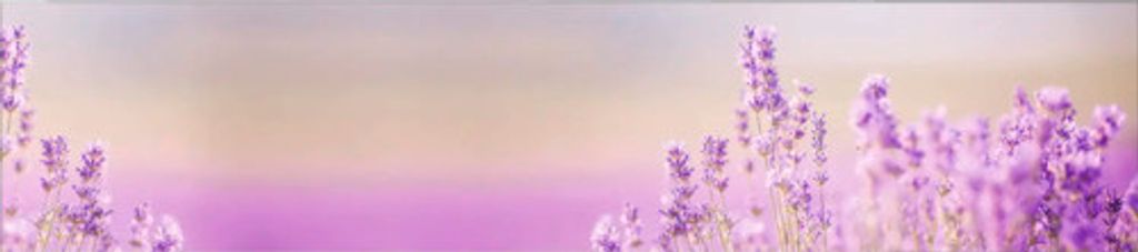 Küchenrückwand mySpotti Profix Lavendelfeld 270 x 60 cm PX-27060-1034-HB