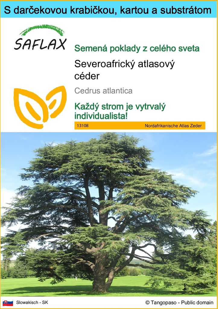 SAFLAX Darčeková sada - Severoafrický atlasový céder - Obrázok produktu 