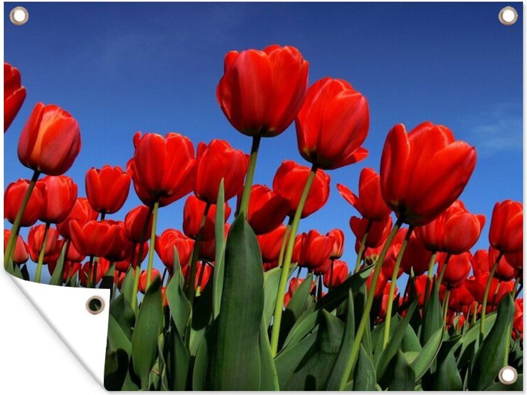 MuchoWow 80x60 cm Outdoor-Poster Gartendeko Sichtschutz Garten Poster für den Garten Die Sonne scheint über die roten Tulpen