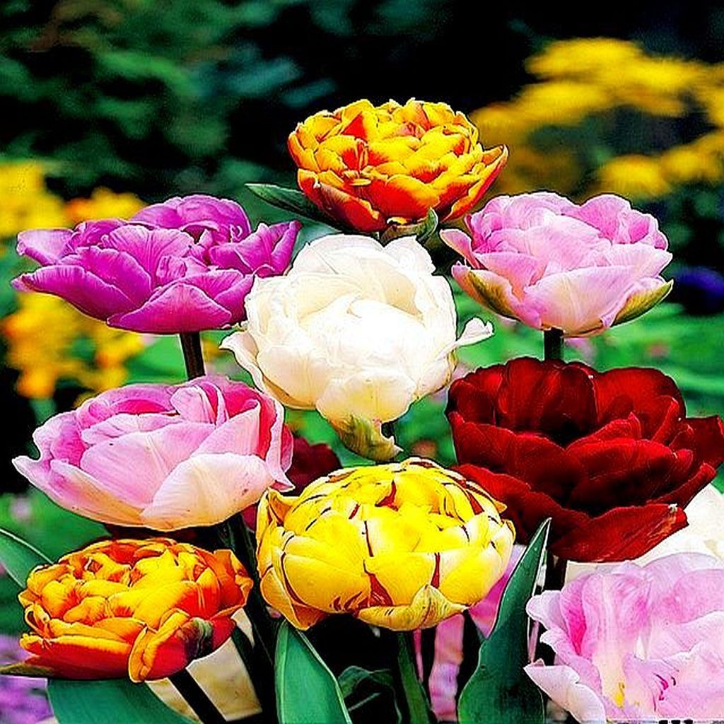 Tulipani Bulbi da fiore Bulbi da fiore Mix di tulipani Immagine del prodotto 