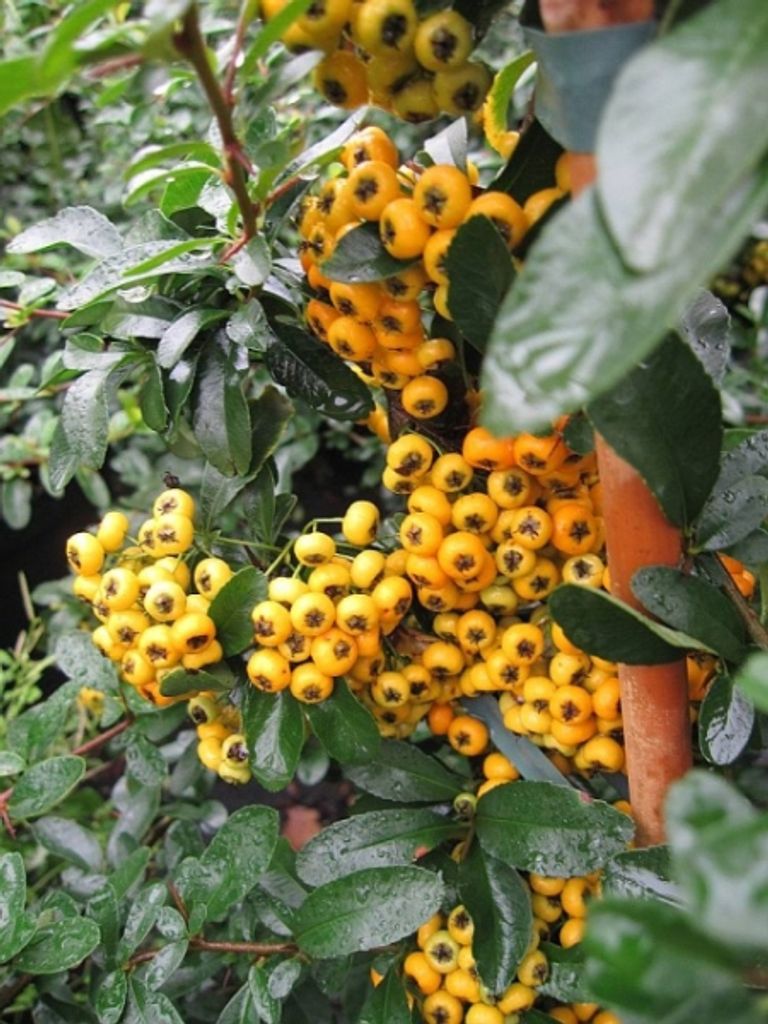 Pyracantha Saphyr Jaune - Feuerdorn Saphyr Jaune - 60-100
