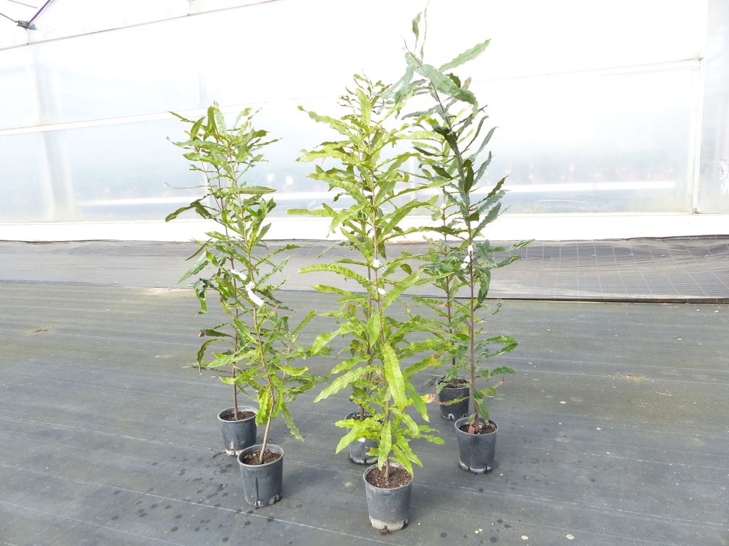 Macadamia Macadamia integrifolia Nussbaum 170 - 180 cm Produktbild 