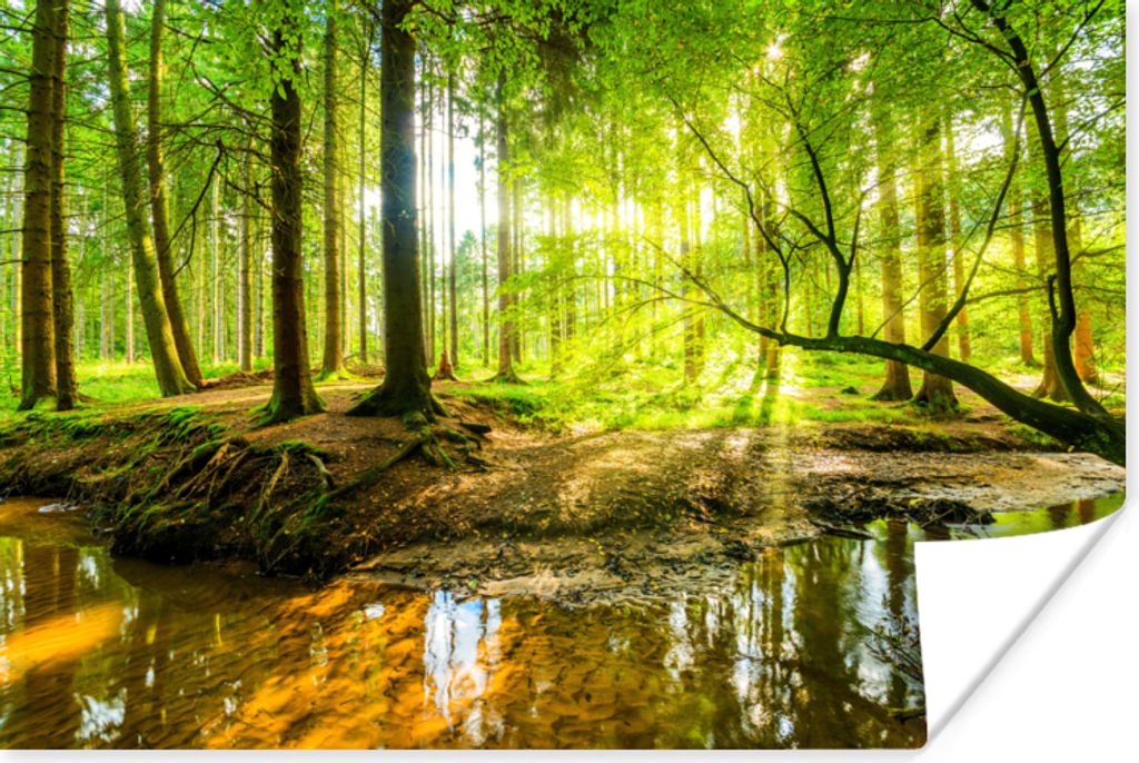 MuchoWow Poster Wald - Landschaft - Wasser - Bäume - Sonne - Grün - Natur 90x60 cm - Schlafzimmer