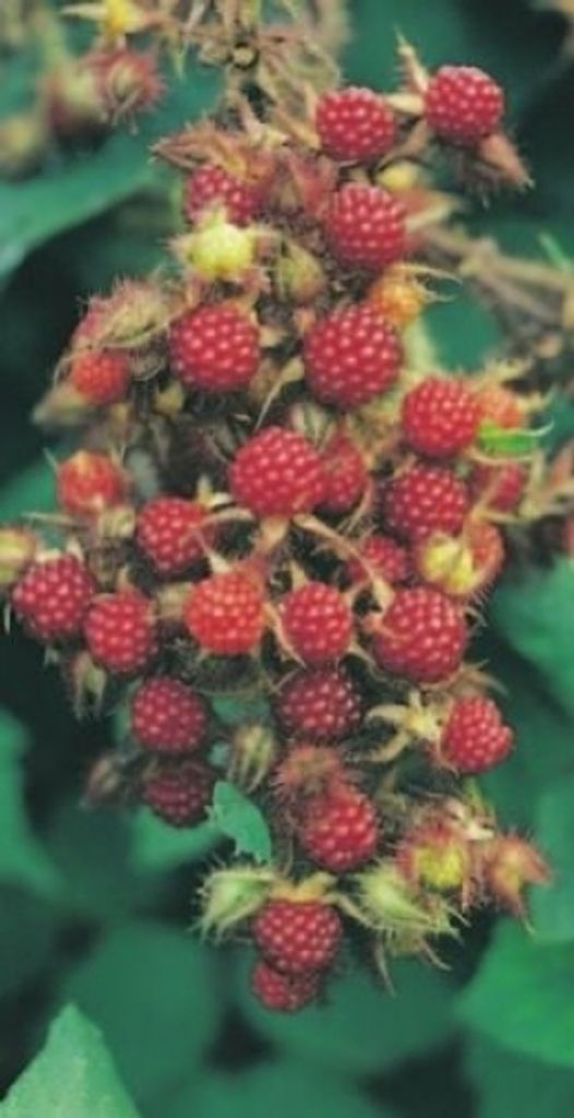 Rubus phoeniculasius - Japanische Weinbeere