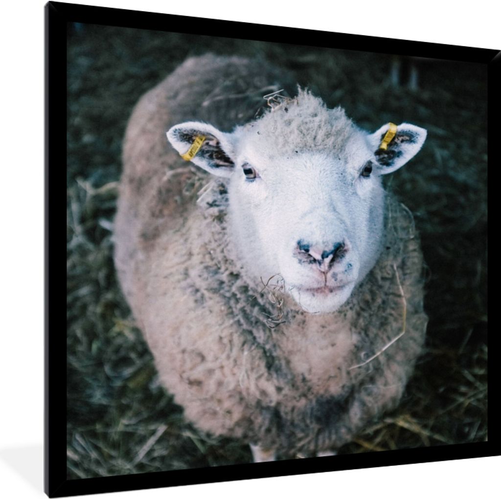 MuchoWow Gerahmtes Poster Schafe - Tiere - Rinder 40x40 cm - Poster mit Schwarzem Bilderrahmen Wandposter Rahmen Foto Bilder - Mit Rahmen - Wandd...