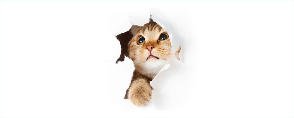 Wallario selbstklebendes Poster - Katze mit Blick nach oben, Größe: 50 x 125 cm