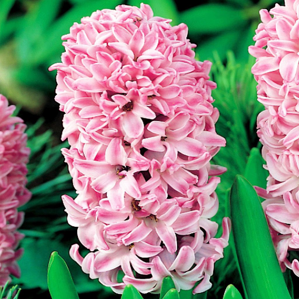 Bulbi di giacinto Bulbi di fiori Hyacinthus Splendid Immagine del prodotto 