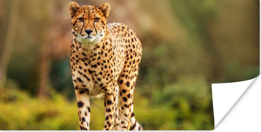 MuchoWow Poster Wildtiere - Gras - Leopard - Natur 160x80 cm - Foto Poster