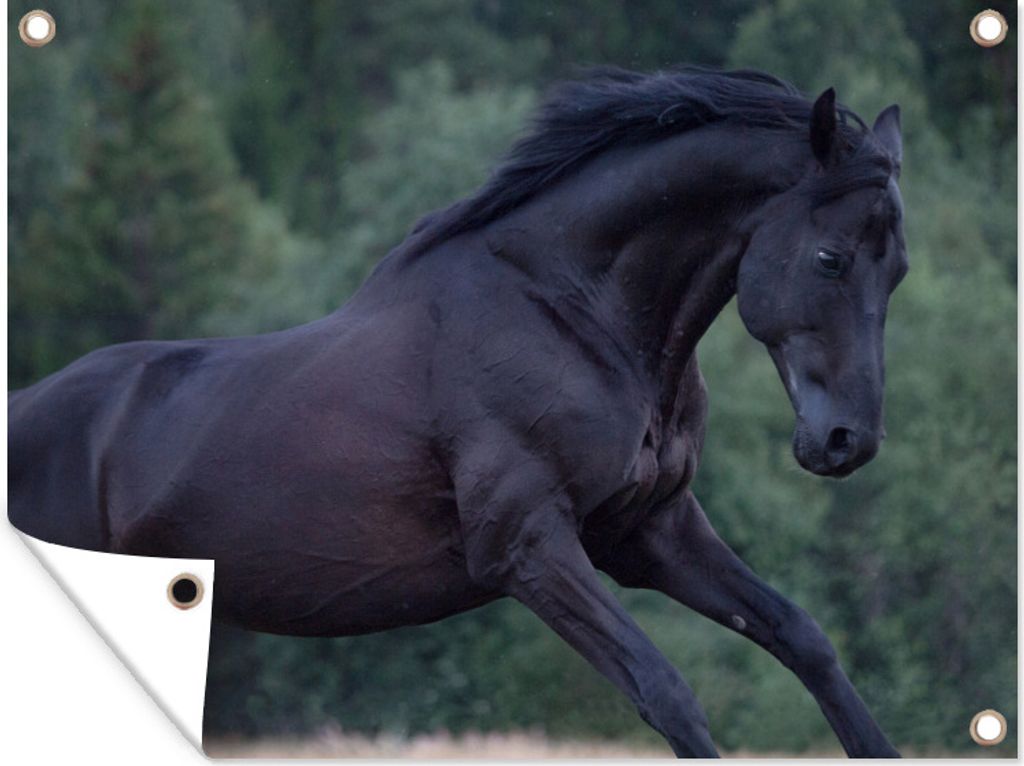 MuchoWow 80x60 cm Outdoor-Poster Gartendeko Sichtschutz Garten Poster für den Garten Pferd - Baum - Schwarz
