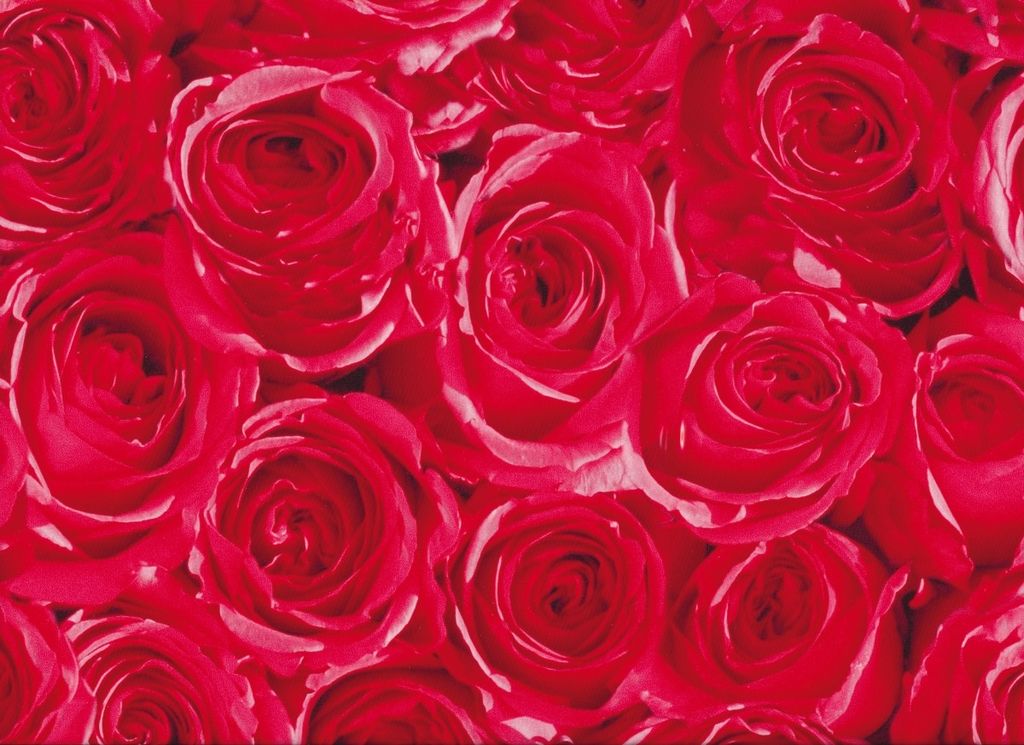 Klebefolie - Möbelfolie - rote Rosen - Dots - 45 cm x 200 cm Dekorfolie