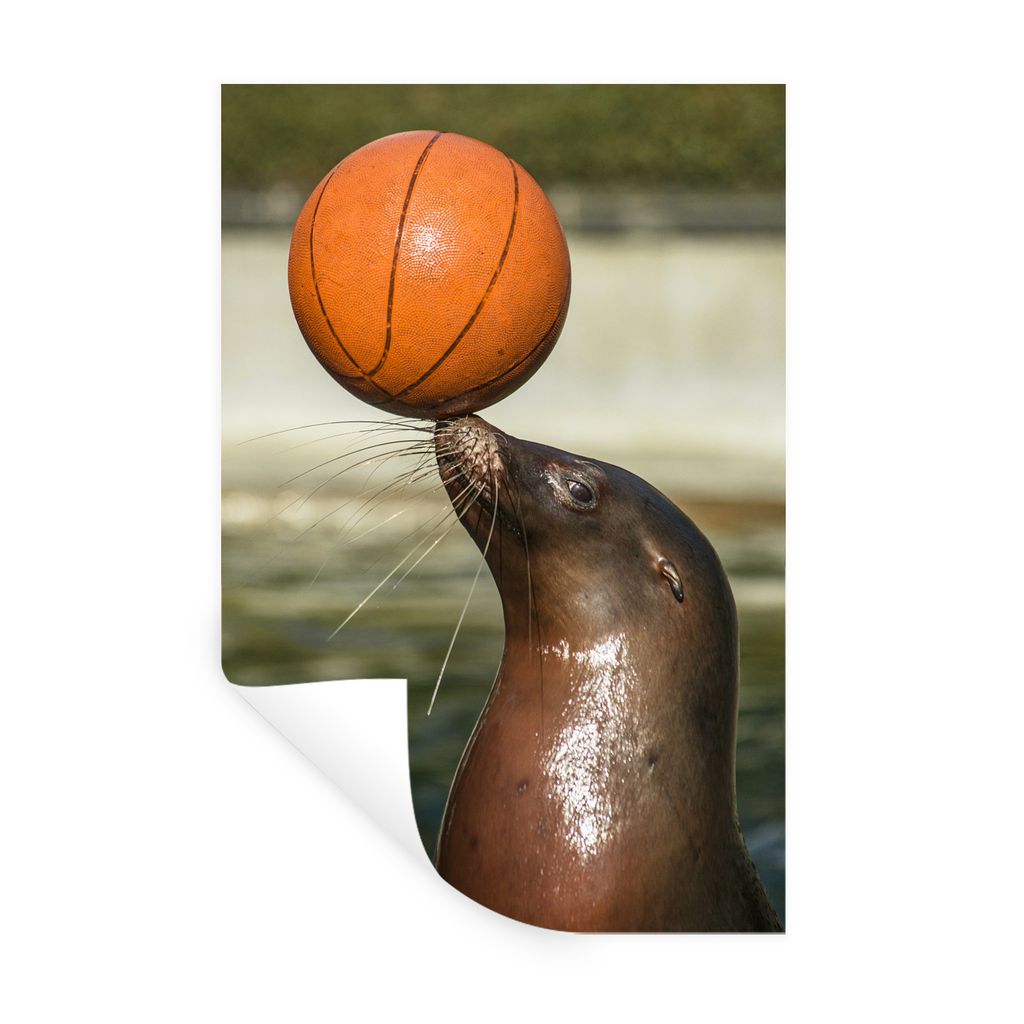 MuchoWow Wandtattoo Wandsticker Wandaufkleber Seelöwe mit Basketball auf der Schnauze 60x90 cm Selbstklebend und Repositionierbar - Sticker - De...