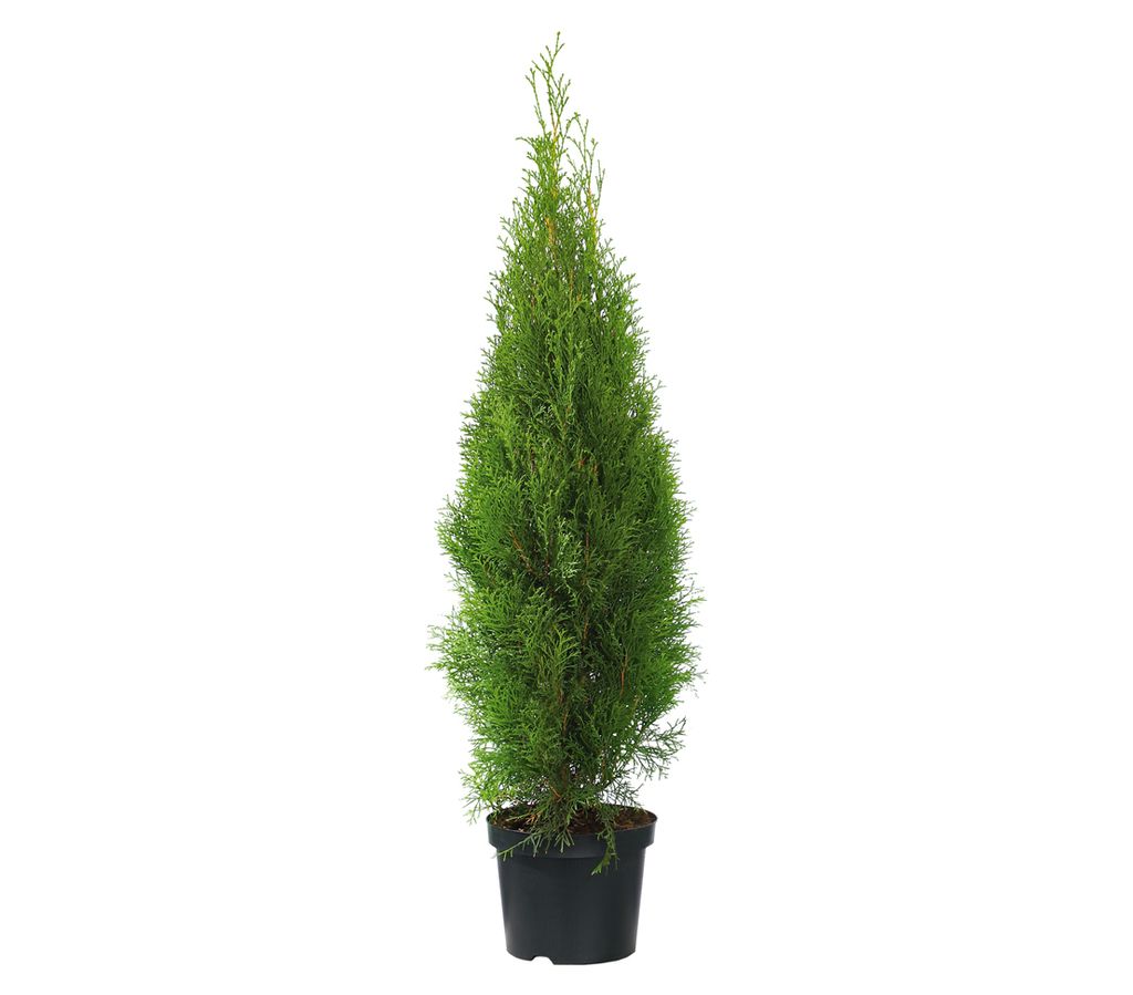 Dehner Thuja Smaragd, immergrün, ca. 100-125 cm, 9.9 l Produktbild 